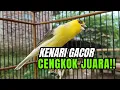 Download Lagu Pancingan KENARI GACOR - Cocok untuk Masteran kenari PAUD dan Kenari Macet bunyi - terapi kenari