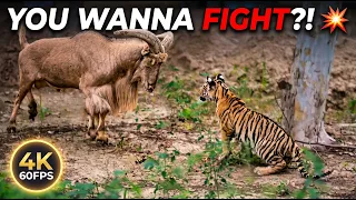 [4K 60FPS] Tiny Body, Huge Ego! Funny Tiger Cub Fighting Everyone