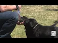 Puppy power helps Utah vets battle PTSD
