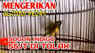 mengerikan jeritan pedas full tembakan ngeleper ganas sogon indigo viral