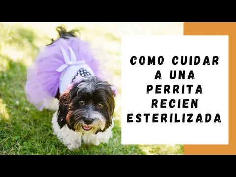 Download MP3 Como cuidar a una perra recién esterilizada