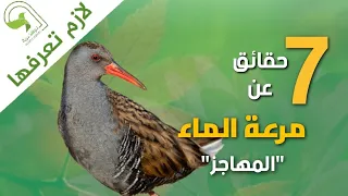 مرعة الماء المهاجر اكثر الطيور خجلا وحذرا دندنها