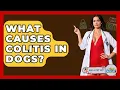 What Causes Colitis In Dogs - Ask A Pet Vet