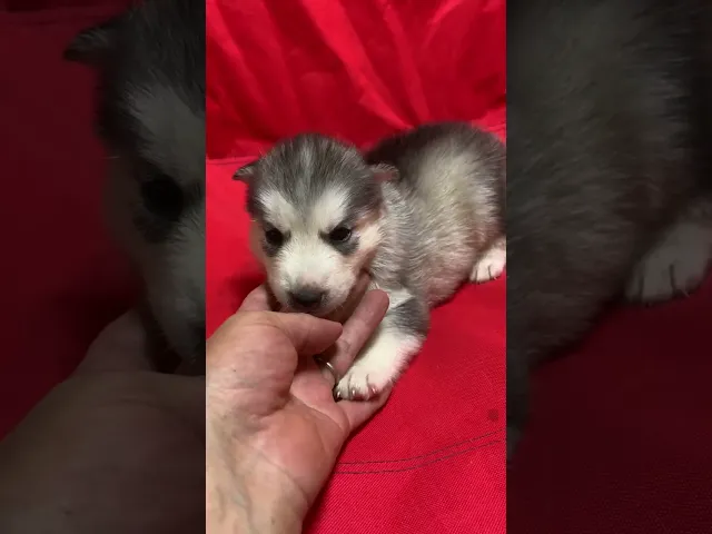 動画
