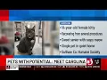 Pets with Potential Meet Carolina Jinret and Leebit