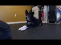 Expert Trick - Cross Your Paws