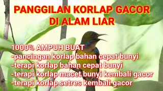 Download KORLAP GACOR DI ALAM LIAR - PANGGILAN KOLIBRI KELAPA DI ALAM LIAR- pancingan korlap bahan agar bunyi MP3