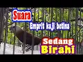 Download Lagu suara emprit kaji betina sawah sedang birahi.