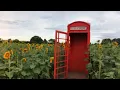 Kenyon Hall Farm Sunflower Field Giant Heart from Above Warrington UK 4K Drone View