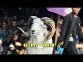 Download Lagu DOLA - DOLI || Musik Pamidangan Domba Versi bajidoran musik kudarenggong lagu sunda ( Musik Mp3 )