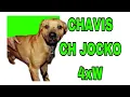 CH CHAVIS JOCKO 4XW POR - Dog Fight