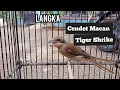 Download Lagu Cendet Macan Lorek Tiger Shrike