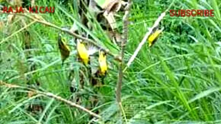 mp3 suara pikat burung kecil now