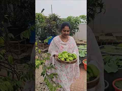 Sweet star fruits harvesting cutting #starfruits #mygarden #homegarden #gardening #short #viralvideo