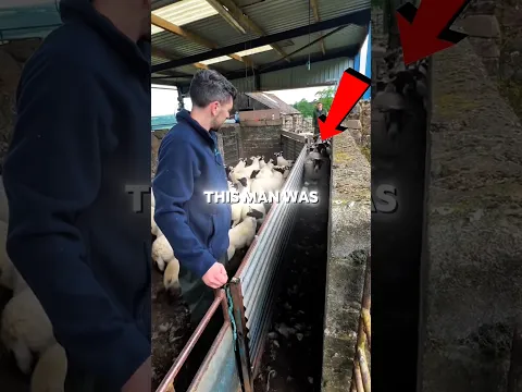 These Sheep Tried to Outsmart the Farmer! 🐑😂