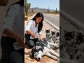 Download Lagu Desert Hero Woman Rescues Overheated Husky Pups 🐶❤️ #rescueanimals #husky #rescueefforts