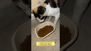 ارحموا من في الأرض يرحمكم من في السماء Cat Catlife Catyoutube Cats قطط 