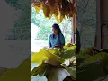 Download Lagu Panen Daun Talas Beneng