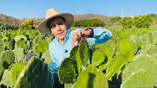 El NOPAL VERDURA Alternativa rentable para sembrar Que tiempo se tarda en ser productivo