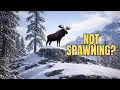 RDR2 Western Bull Moose Spawn Method Colter Location