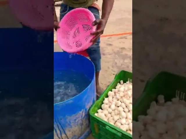 ️ mushroom farm ️