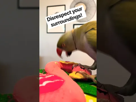 He went full attack mode! π #headbang #talkingbird #talkingparrot #funnyanimals #funnypets