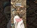 Download Lagu Record Sized Copperhead Slithers Into My Foot!  #snake #animals #nature