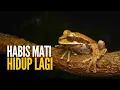 Download Lagu Katak Kayu Alaska: Hidup Lagi Setelah Mati Membeku
