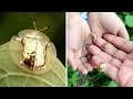 Golden Tortoise Beetle A Bug Made of Gold