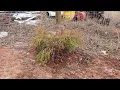 Gardening Lemon thread false cypress winter 2022
