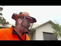 How to Go About Cutting a Council Tree on the Mornington Peninsula in Mt Martha