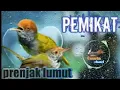 Download Lagu suara burng prenjak lumut ribut