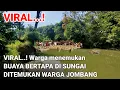 Download Lagu Viral..! warga menemukan buaya bertapa di Jombang