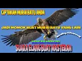 Download Lagu Suara Kicau Burung Elang