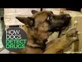 How Dogs Detect Drugs