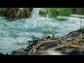 Download Lagu Story Wa 1 Menit | Cinematic Video | Cinematic Sawah