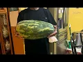 Download Lagu The great watermelon 🍉 Cutting ✂️  Yolanda Wilson is live!