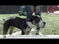 Cedar Rapids shelter raises awareness for specially-abled pets