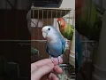 Download Lagu Lovebird Pastel - Sevda papağanı sesi