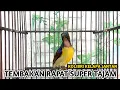 Download Lagu kolibri kelapa jantan gacor memanggil lawan suara tembakan rapat super tajam