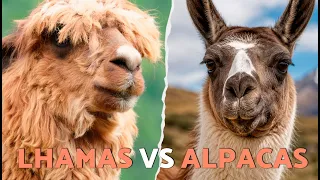 ALPACA VS LHAMA ⚠️🦙 Diferenças entre Lhamas e Alpacas