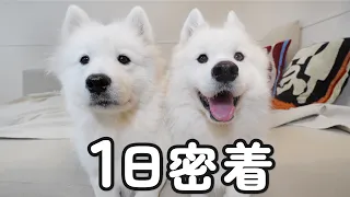 大型犬2頭の平日の1日密着してみたら兄妹の性格の違いが分かりやす過ぎました…笑