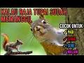 Download Lagu SUARA PIKAT TUPAI PALING AMPUH 100%
