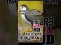 Download Lagu Suara pikat burung ruak ruak ampuh dan jernih free download MP3 #mbakule88 #pikatmp3 #shorts