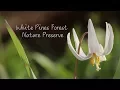 White Pines Forest Nature Preserve restoration