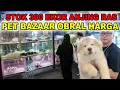 Download Lagu Obral 300 Ekor Anjing Ras Di Pet Bazaar