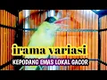 Download Lagu KEPODANG GACOR || PANCINGAN KEPODANG TROTOL AGAR  CEPAT BUNYI