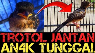 Download Apa kelebihan trotol an4k tunggal‼️apa benar fighter‼️begini penjelasan kami‼️TERGANTUNG JUGA TRAH‼️ MP3