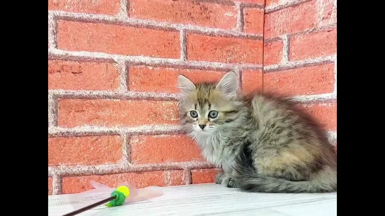 動画
