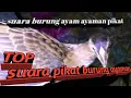 Download Lagu suara burung ayam ayaman pikat